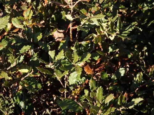 Quercus lusitanica