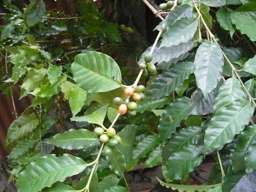 Ist Arabica-kaffee giftig?