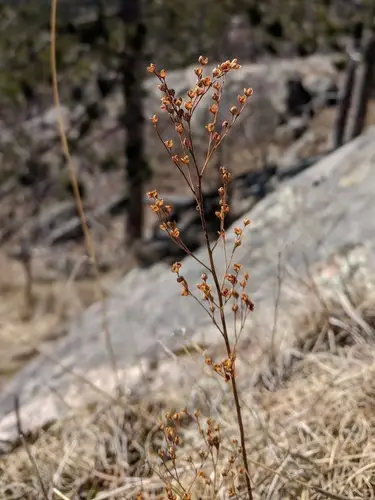 Largepod pinweed