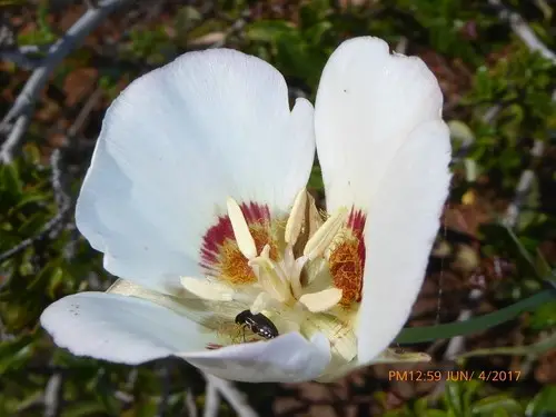 Dunn's mariposa lily