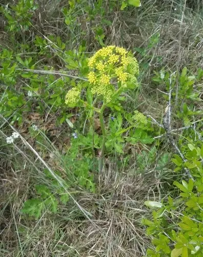 Texas prairie parsley