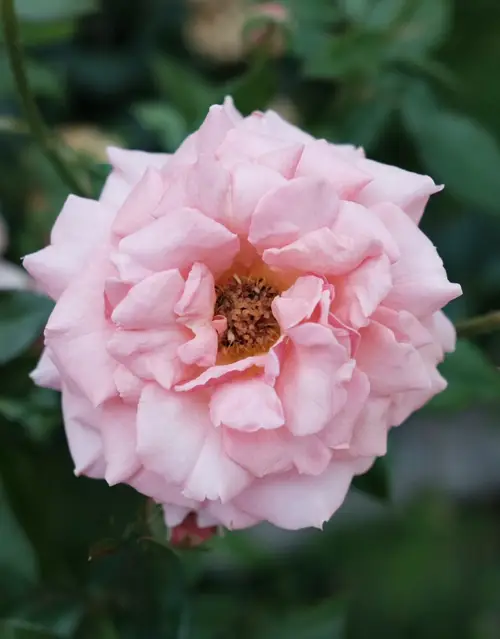 Rosa polyantha 'Cecile Brunner'
