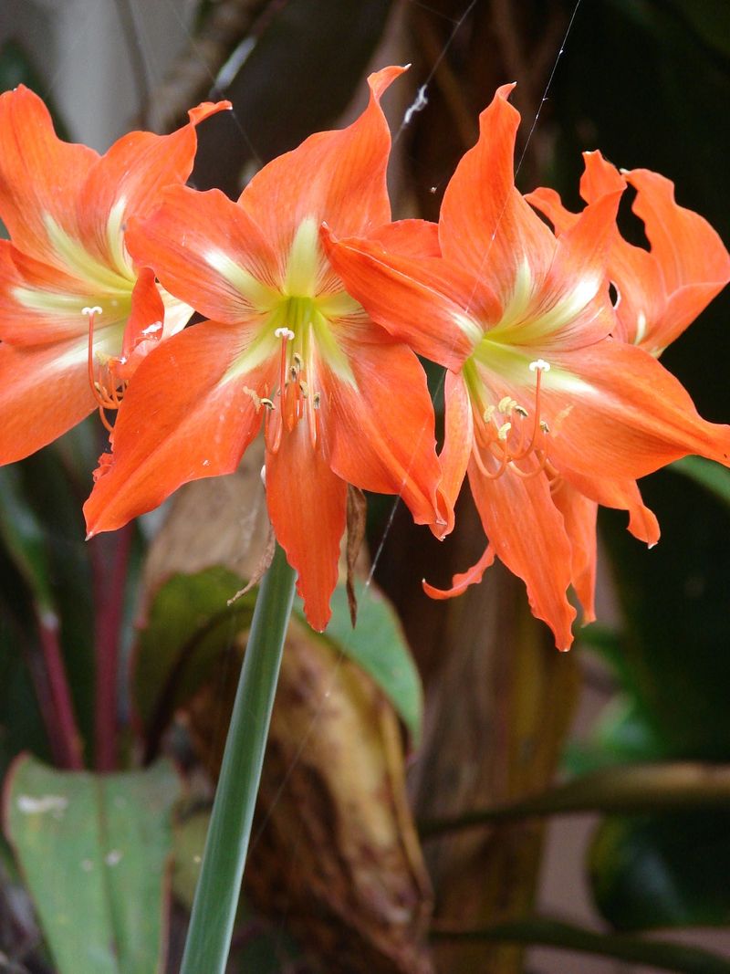 Ist Hippeastrum striatum giftig?