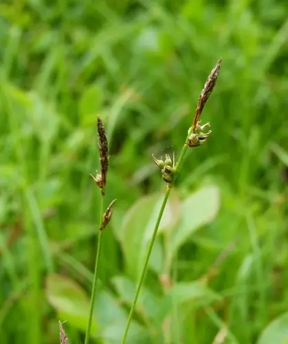 Carex lucorum