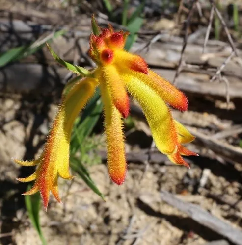 Anigozanthos humilis - PictureThis