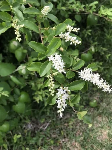 Chinesischer Liguster - Ligustrum sinense (Pflege, Merkmale, Blume, Bilder,  Giftig)