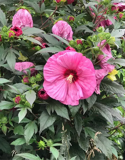Hibiscus moscheutos 'Berry Awesome'