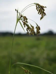 How to Prune Rufous bulrush