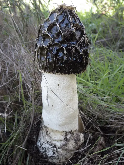 Falo hediondo (Phallus impudicus) - PictureThis
