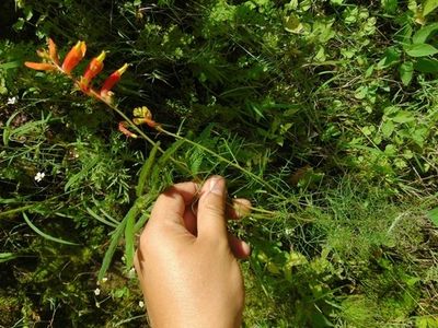 Capitaneja (Castilleja tenuifolia) - PictureThis