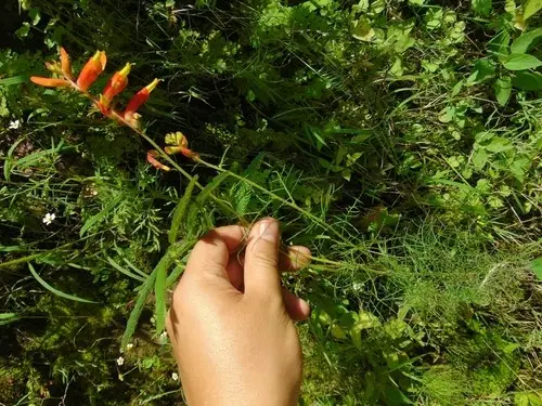 Capitaneja (Castilleja tenuifolia) - PictureThis