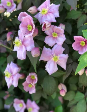 □クレマチス/モンタナエリザベス苗 確認専用！ 楽天市場】クレマチス