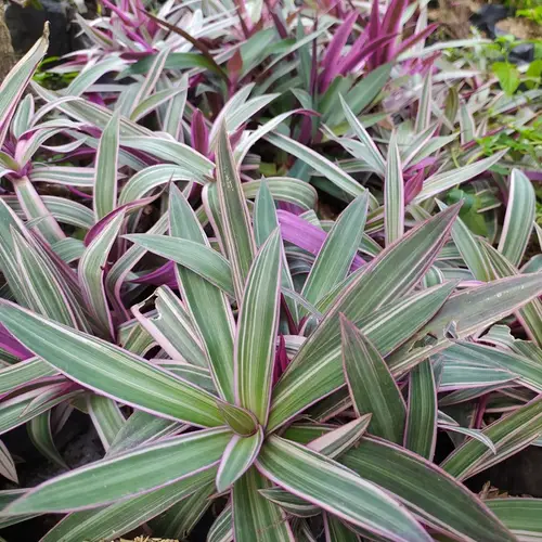 Oyster plant 'Tricolor'