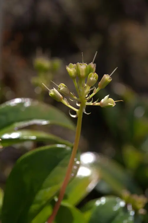 Berneuxia thibetica