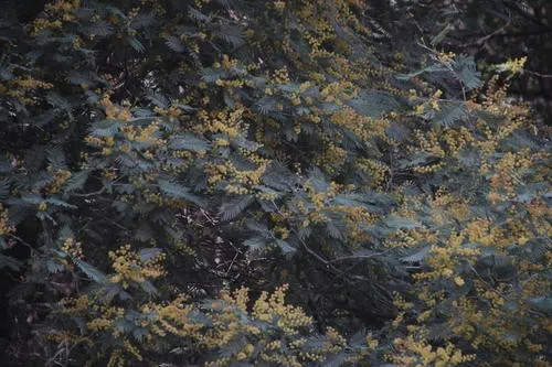 Silber-akazie - Acacia dealbata (Pflege, Merkmale, Blume, Bilder)