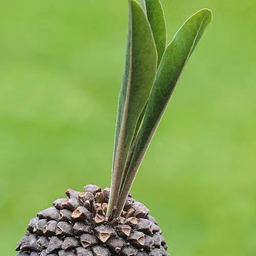 Pine-cone plant