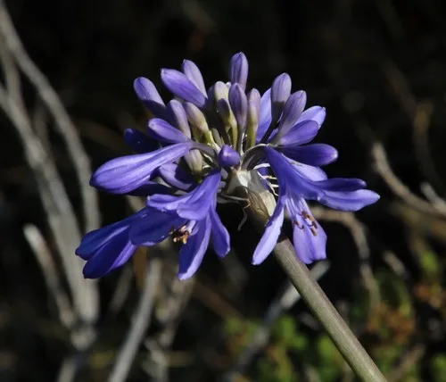 アガパンサス (ケア, 特徴, 花, 画像)