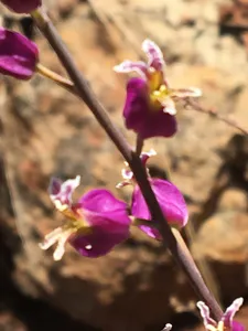 How to Prune Secund jewelflower