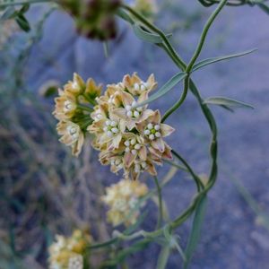 Funastrum cynanchoides var. hartwegii - PictureThis