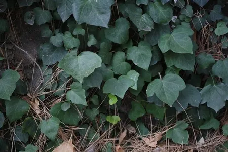 eibe zwergform Japanische Zwerg-Eibe 'Nana' (Taxus cuspidata) kaufen  pflanzenmax.de