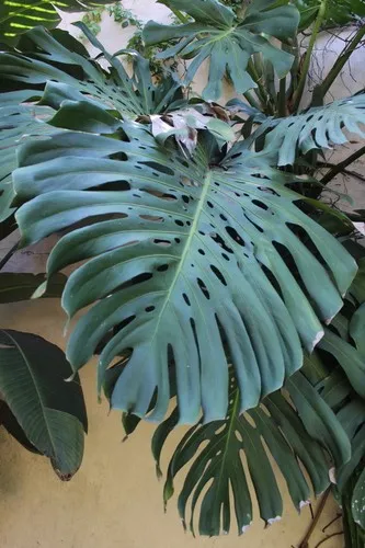 Czy rolina Monstera dziurawa moe by trujca?