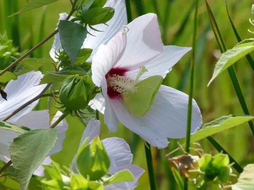 アメリカフヨウ(亜米利加芙蓉) (ケア, 特徴, 花, 画像)