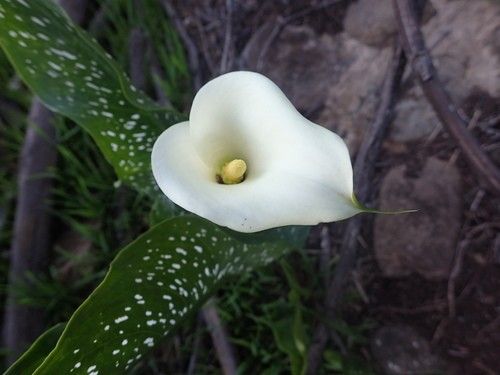 Ist Gefleckte Calla giftig?
