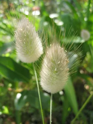 Samtgras (Lagurus ovatus)