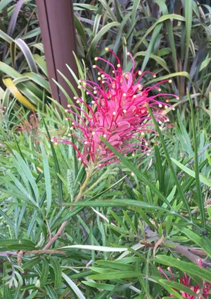 グレビレア属 'Canberra Gem'の育て方・栽培方法