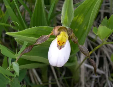 So identifizierst du Frauenschuh (Cypripedium)