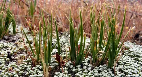 Carex decurtata
