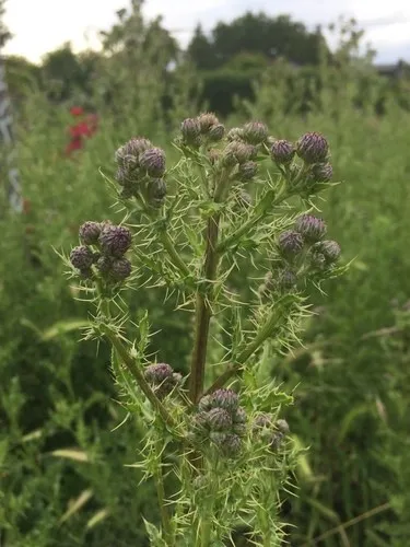 セイヨウトゲアザミ（西洋刺薊） (分類, 特徴, 侵入性, 画像, 制御)