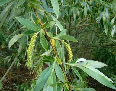 セイヨウシロヤナギ（西洋白柳）の育て方・栽培方法
