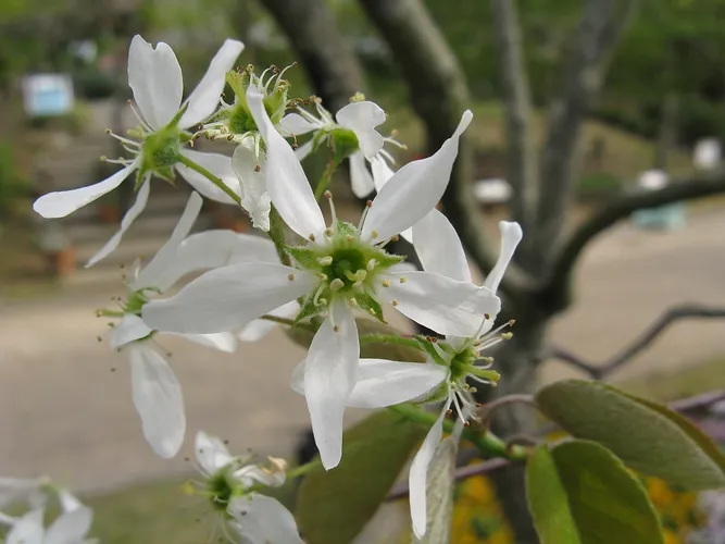 ザイフリボク（采振り木） (Amelanchier asiatica) - PictureThis