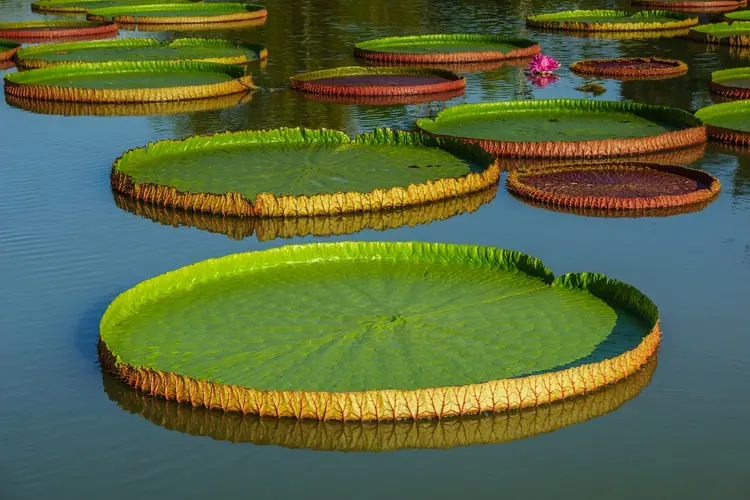 Amazon water lily