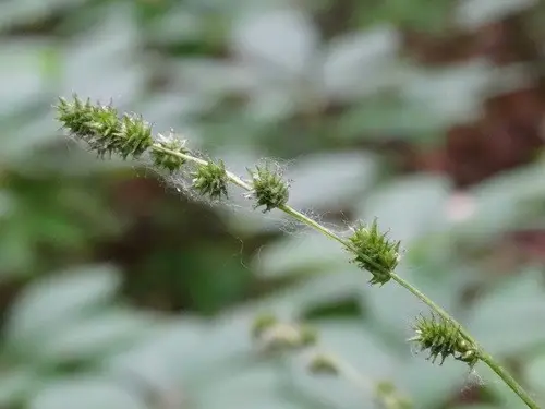 Carex faux-rubanier