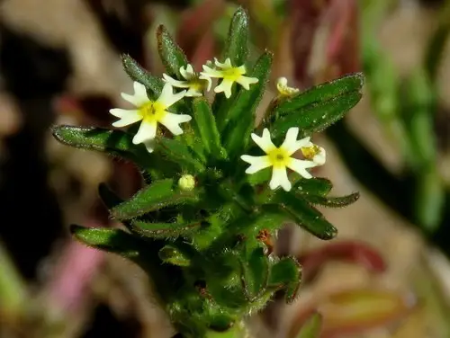 Zaluzianskya parviflora