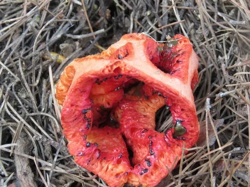 アカカゴタケ（赤籠茸） (Clathrus ruber) - PictureThis