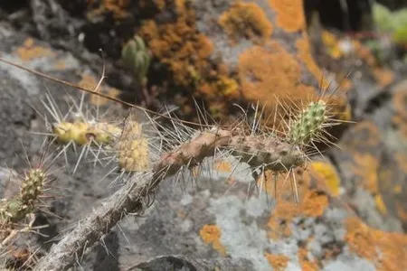 Velvet Bur Cactus (Opuntia pubescens) - PictureThis