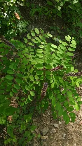 Amorpha glabra