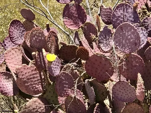 オプンチア・サンタリタ (ケア, 特徴, 花, 画像)