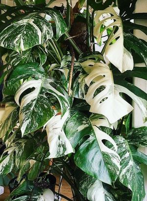 ホウライショウ(鳳莱蕉) 'Variegata' (Monstera deliciosa ホウライショウ(鳳莱蕉) 'Variegata' (Monstera deliciosa