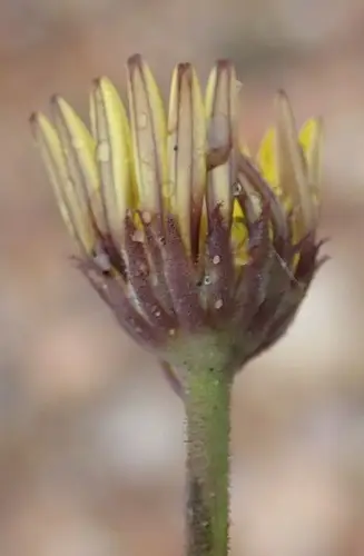 Osteospermum tomentosum