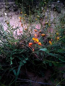 How to Propagate Tailed nicker