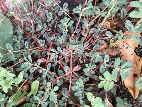 Euphorbe à feuilles de serpolet
