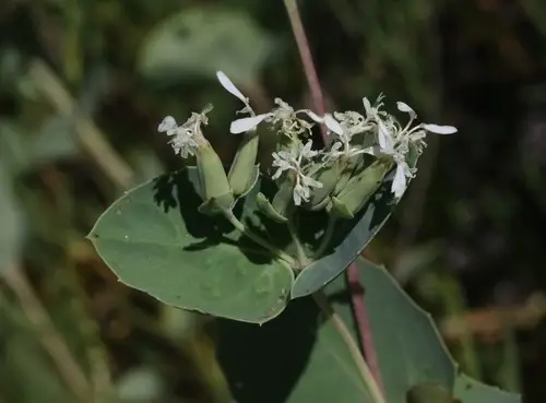 Guardiola platyphylla