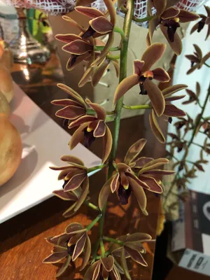 キンリョウヘン(金稜辺) (ケア, 特徴, 花, 画像) キンリョウヘン(金稜辺) (ケア, 特徴, 花, 画像)