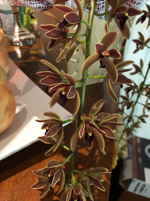 Yellow margin orchid