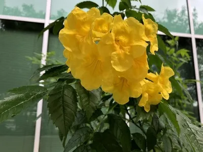 キンレイジュ (金鈴樹)の育て方・栽培方法