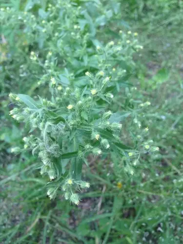 Coulter's horseweed